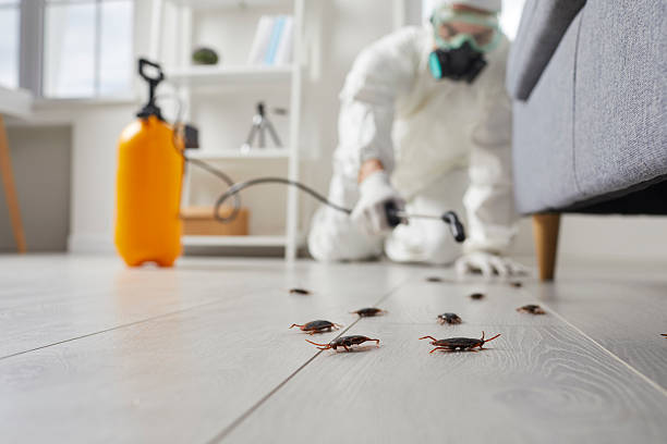 Post-Treatment Bed Bug Interceptor Monitoring in Mastic